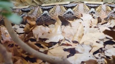 Gaboon Viper Yılanı 'nın yakınında sonbaharda kuru yaprakların üzerinde sürünüyor..