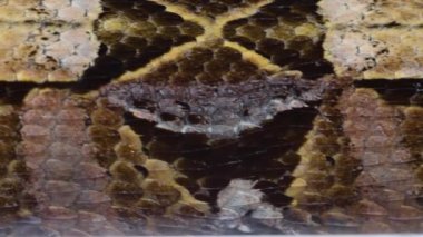 Gaboon Viper Yılanı 'nın yakınında sonbaharda kuru yaprakların üzerinde sürünüyor..