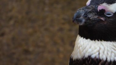 Penguen kafasının yakınına.