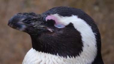 Penguen kafasının yakınına.