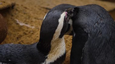 Birbirini kollayan iki penguene yaklaş..