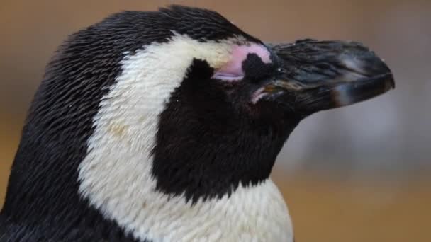 Großaufnahme Des Pinguinkopfes — Stockvideo