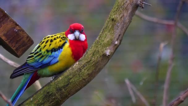 Doğu Rosella Papağanının Bir Dalına Yakın — Stok video