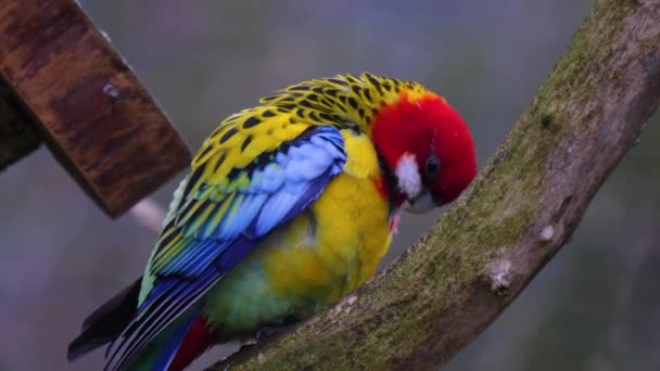 Doğu Rosella Papağanının Bir Dalına Yakın — Stok video