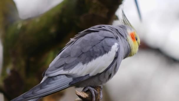 Zbliżenie Papugi Cockatiel Siedzącej Gałęzi Rozglądającej Się Dookoła — Wideo stockowe