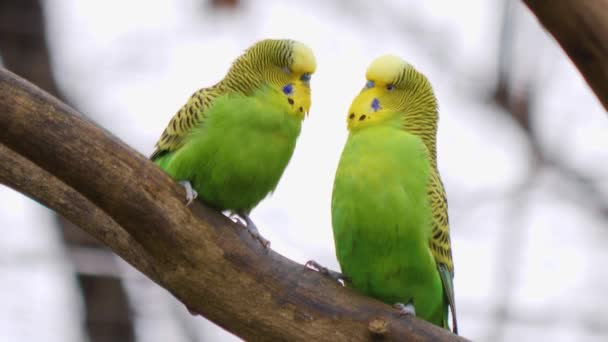 Yeşil Papağana Yaklaş Bir Dalda Muhabbet Kuşu — Stok video