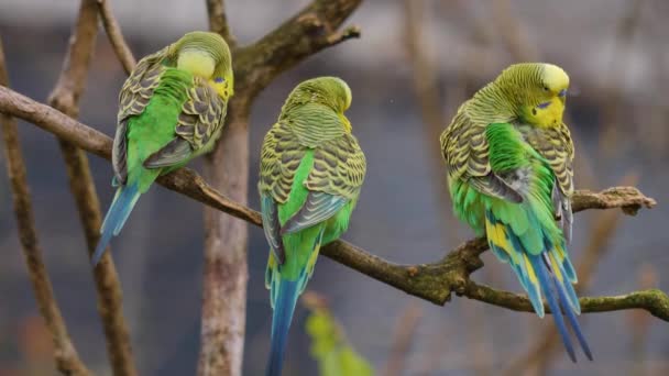 Primo Piano Due Pappagalli Verdi Budgie Ramo — Video Stock