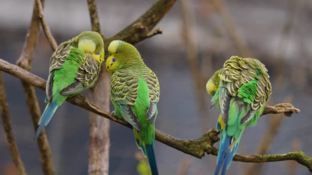 靠近两只绿色的鹦鹉 在树枝上的嫩枝上 — 图库视频影像