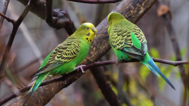 Close Van Twee Groene Parkiet Budgie Een Tak — Stockvideo