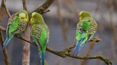 İki yeşil papağana yaklaş, bir dalda muhabbet kuşu. 