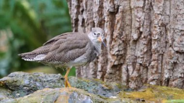 Bir kayanın üzerindeki filizli kuşa yaklaş