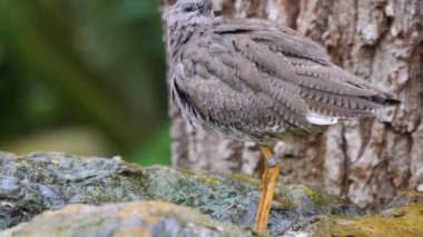 Bir kayanın üzerindeki filizli kuşa yaklaş