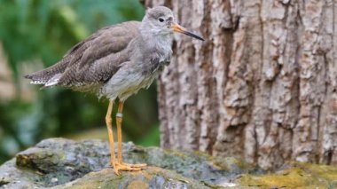 Bir kayanın üzerindeki filizli kuşa yaklaş