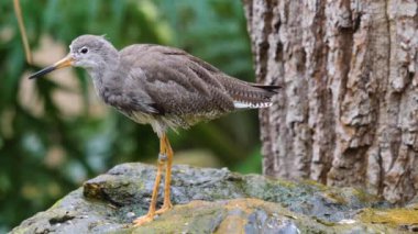 Bir kayanın üzerindeki filizli kuşa yaklaş