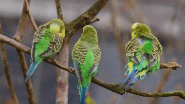 Üç yeşil papağana yaklaş, bir dalda muhabbet kuşu. 