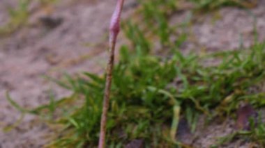 Beyaz filizli kuş başını bacaklarından yukarı doğru eğ..