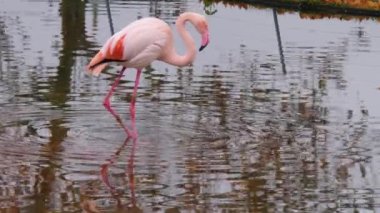 Flamingoyu kapat.