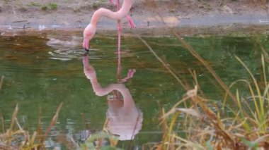Flamingoyu kapat.