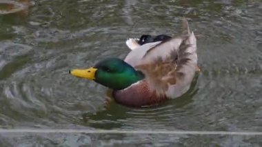 Erkek ördeği suyun üzerinde yüzerken ve kendini tımar ederken..