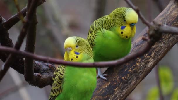 Primo Piano Due Pappagalli Verdi Budgie Ramo — Video Stock