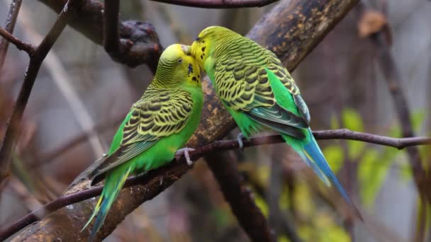 Primo Piano Due Pappagalli Verdi Budgie Ramo — Video Stock