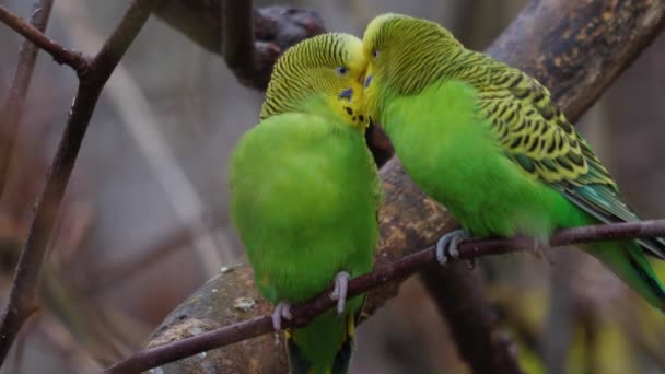 靠近两只绿色的鹦鹉 在树枝上的嫩枝上 — 图库视频影像