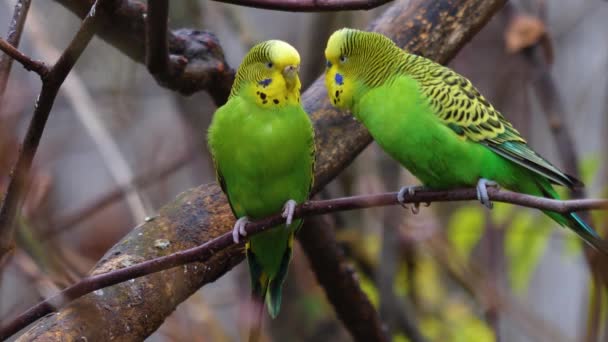 Primo Piano Due Pappagalli Verdi Budgie Ramo — Video Stock