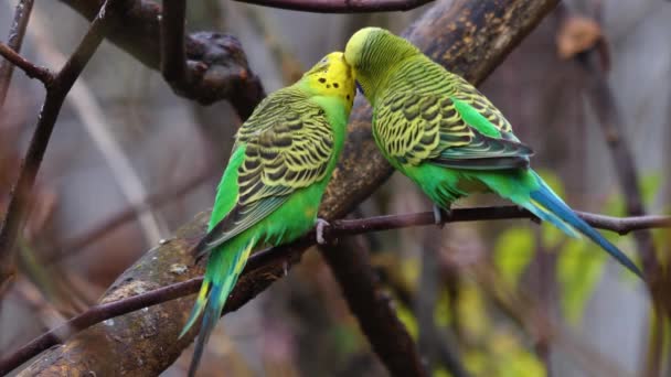 Κοντινό Πλάνο Δύο Πράσινων Παπαγάλων Παπαγάλων Ένα Κλαδί — Αρχείο Βίντεο