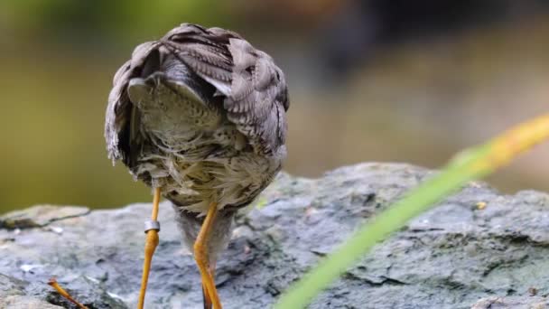 在岩石上给小鸟浇水的特写 — 图库视频影像