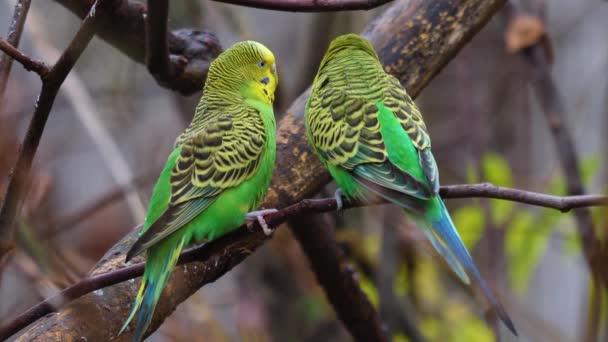靠近两只绿色的鹦鹉 在树枝上互相喂食 看起来像在亲吻 — 图库视频影像