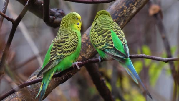 Gros Plan Deux Perruches Vertes Perruche Sur Une Branche Nourrissant — Video