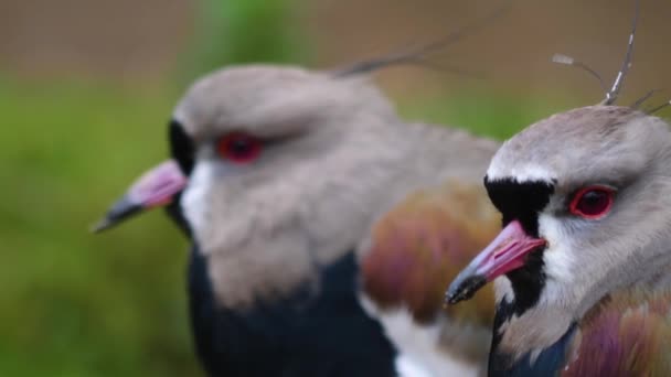 Primer Plano Cabeza Dos Pájaros Solapados Con Foco Rack — Vídeo de stock