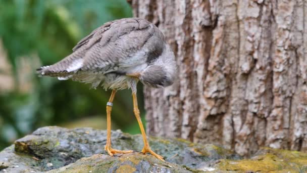 Primer Plano Del Pájaro Guata Una Roca Agitando Cabeza — Vídeo de stock