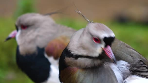 Primer Plano Cabeza Dos Pájaros Solapados Con Foco Rack — Vídeo de stock