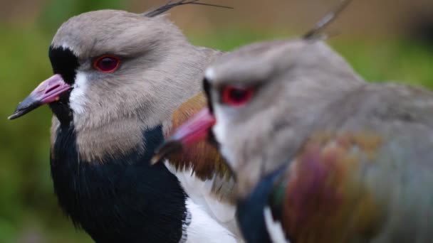 Close Two Lapwing Birds Head Rack Focus — Stock video
