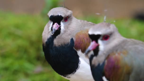 Close Two Lapwing Birds Head Rack Focus — Stock video