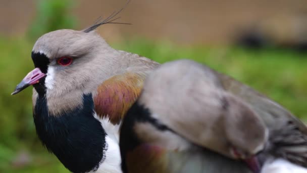 Close Two Lapwing Birds Head Rack Focus — Stock video