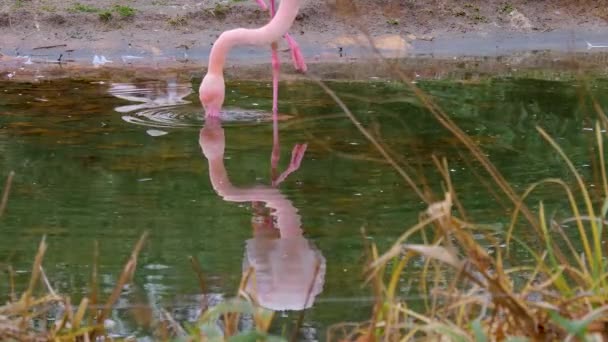 Närbild Flamingo — Stockvideo
