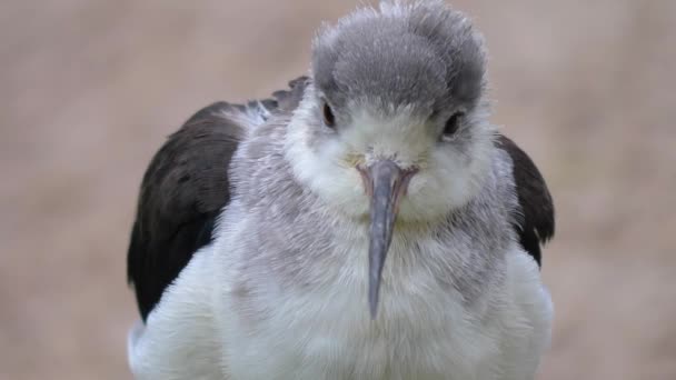 Close White Wadding Bird Head — Stock Video