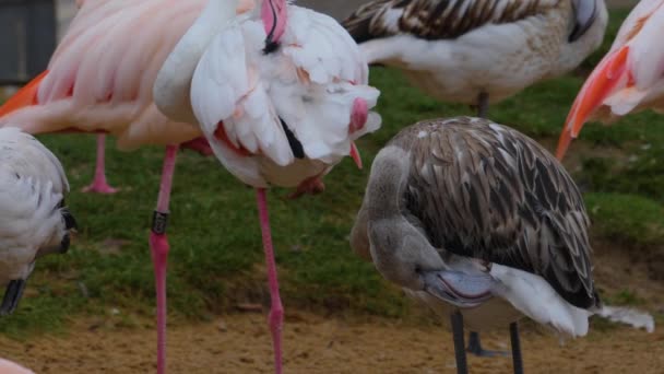 Close Flamingo Baby — Stock Video