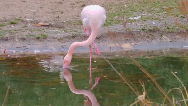 Sluiten Van Flamingo — Stockvideo