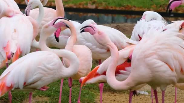 Close Flamingo Argumentando — Vídeo de Stock