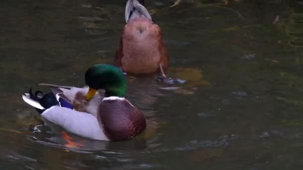 Close Male Duck Floating Water Grooming Self — Stock Video