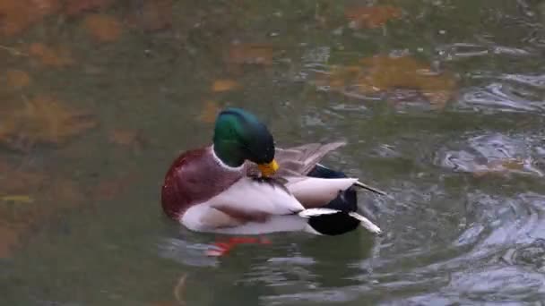 Primer Plano Del Pato Macho Flotando Agua Preparándose Mismo — Vídeo de stock