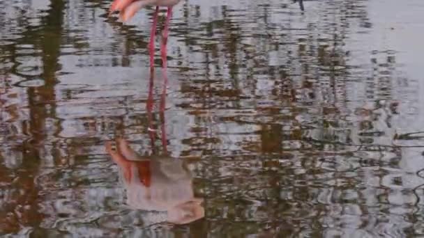 Close Van Flamingo Reflectie — Stockvideo