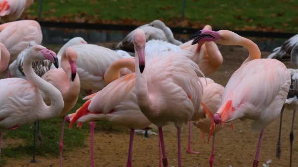 Close Flamingo Argumentando — Vídeo de Stock