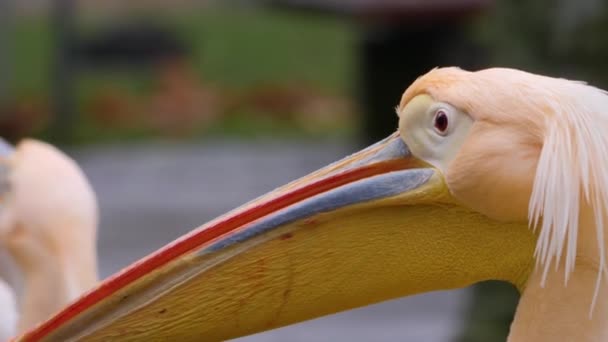 Fechar Pelicano — Vídeo de Stock