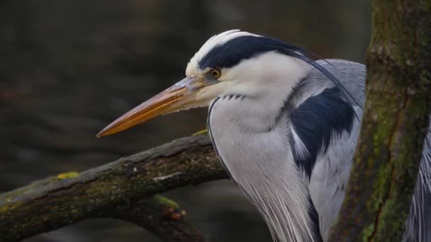 Acercamiento Garza Junto Estanque Moviendo Cabeza — Vídeos de Stock