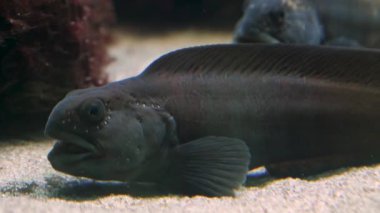 Yerdeki kurt balıklarına yaklaş.