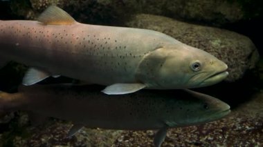 Nehirde yüzen alabalık 2 'yi yakınlaştır..